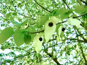 Davidia involucrata var. vilmoriniana