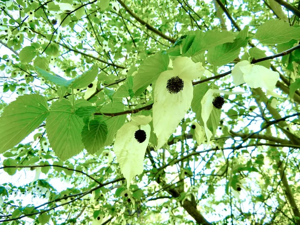 Davidia involucrata var. vilmoriniana