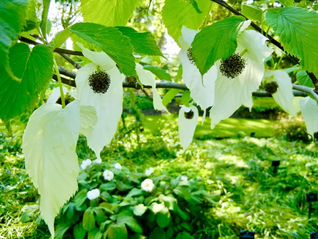 Davidia involucrata var. vilmoriniana