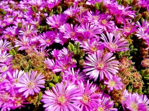 Delosperma cooperi