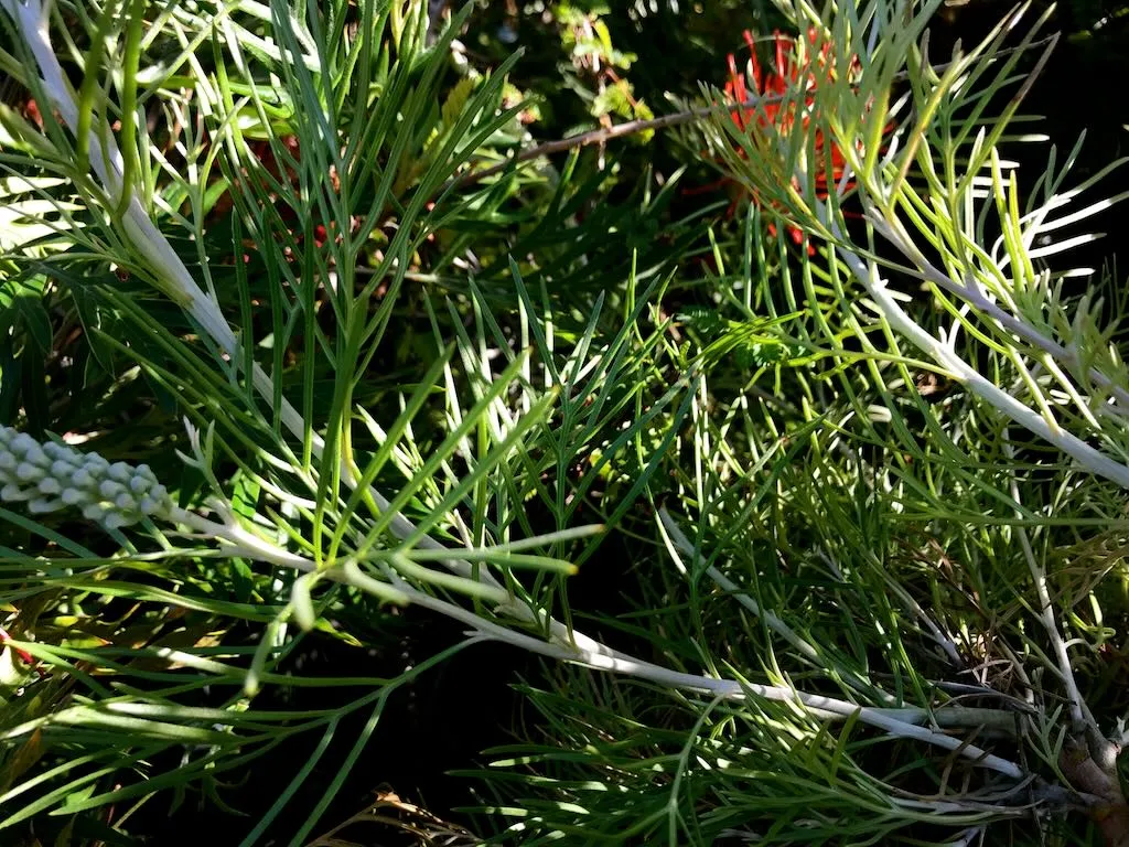 Grevillea Kings Fire-1_result - Online Flower Garden Grevillea'Kings Fire' PP 27,875
