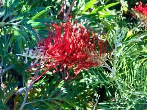 Grevillea 'Kings Fire' PP 27,875