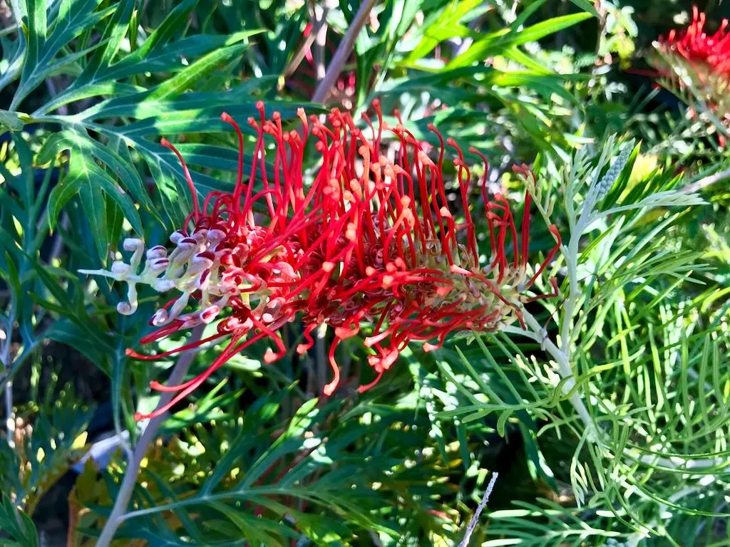 Grevillea Kings Fire_result - Online Flower Garden Grevillea 'Kings Fire' PP 27,875