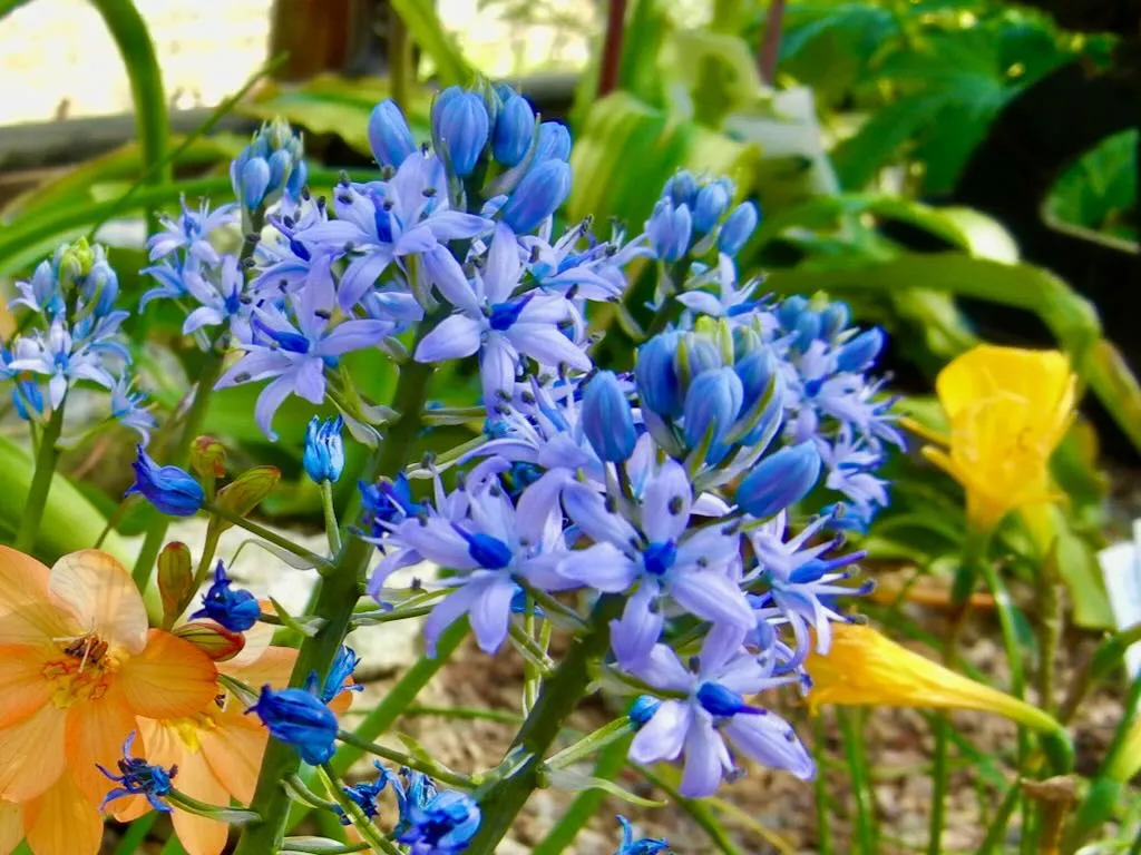 Hyacinthoides italica