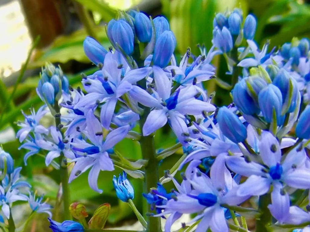 Hyacinthoides italica