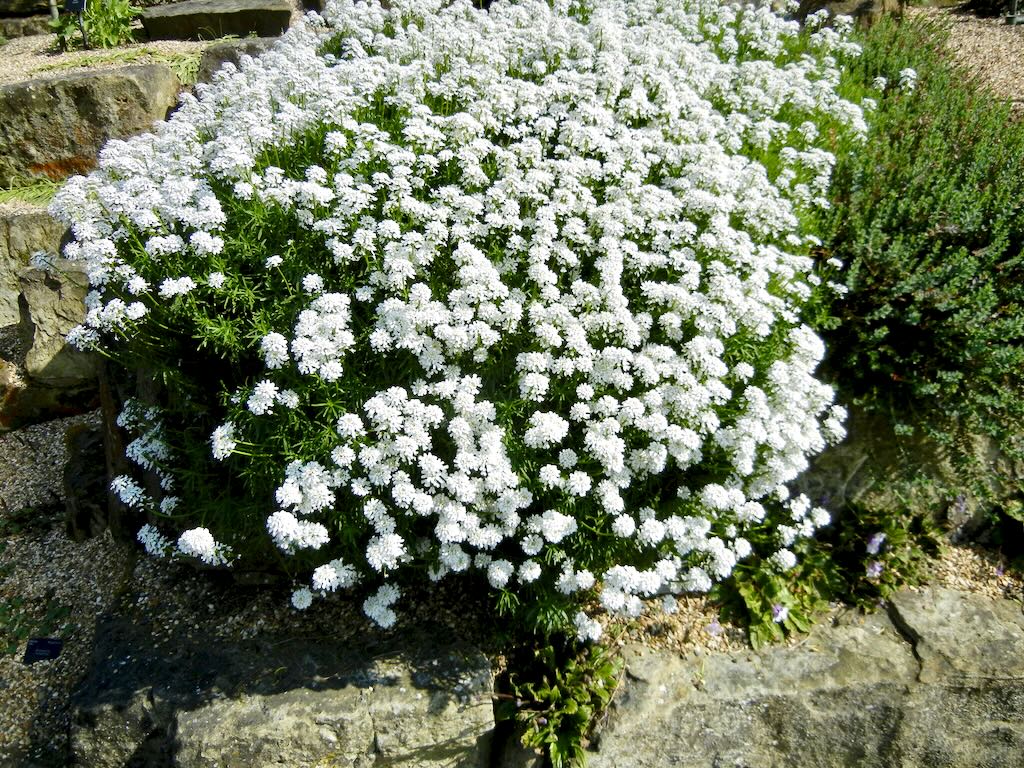Iberis gibraltarica