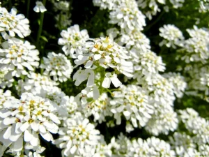 Iberis gibraltarica