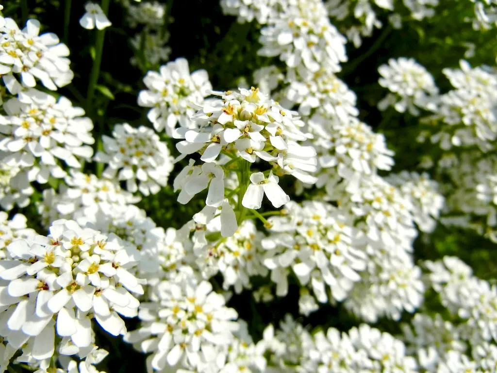 Iberis gibraltarica