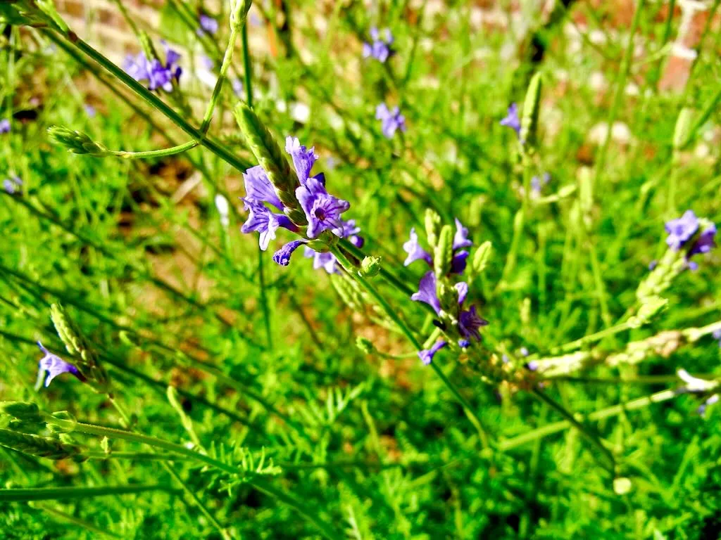 Lavandula antineae-1_result - Online Flower Garden Lavandula antineae