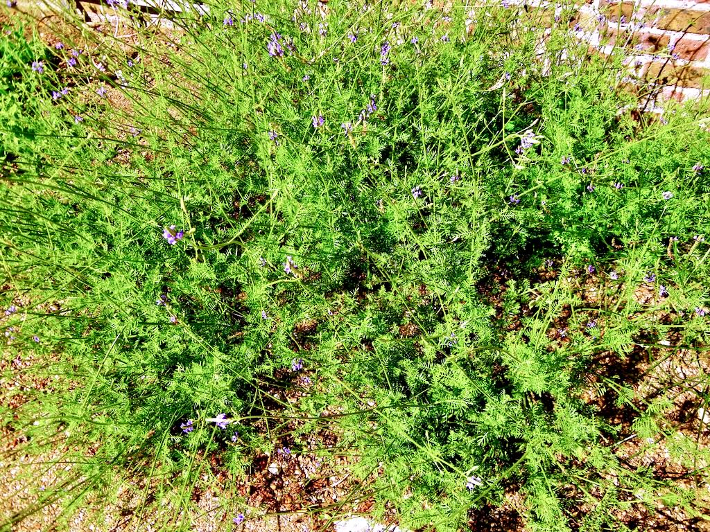 Lavandula antineae-2_result - Online Flower Garden Lavandula antineae
