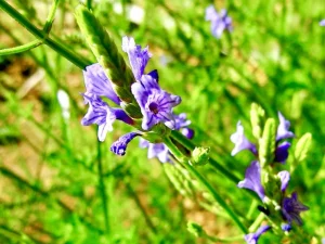 Lavandula antineae