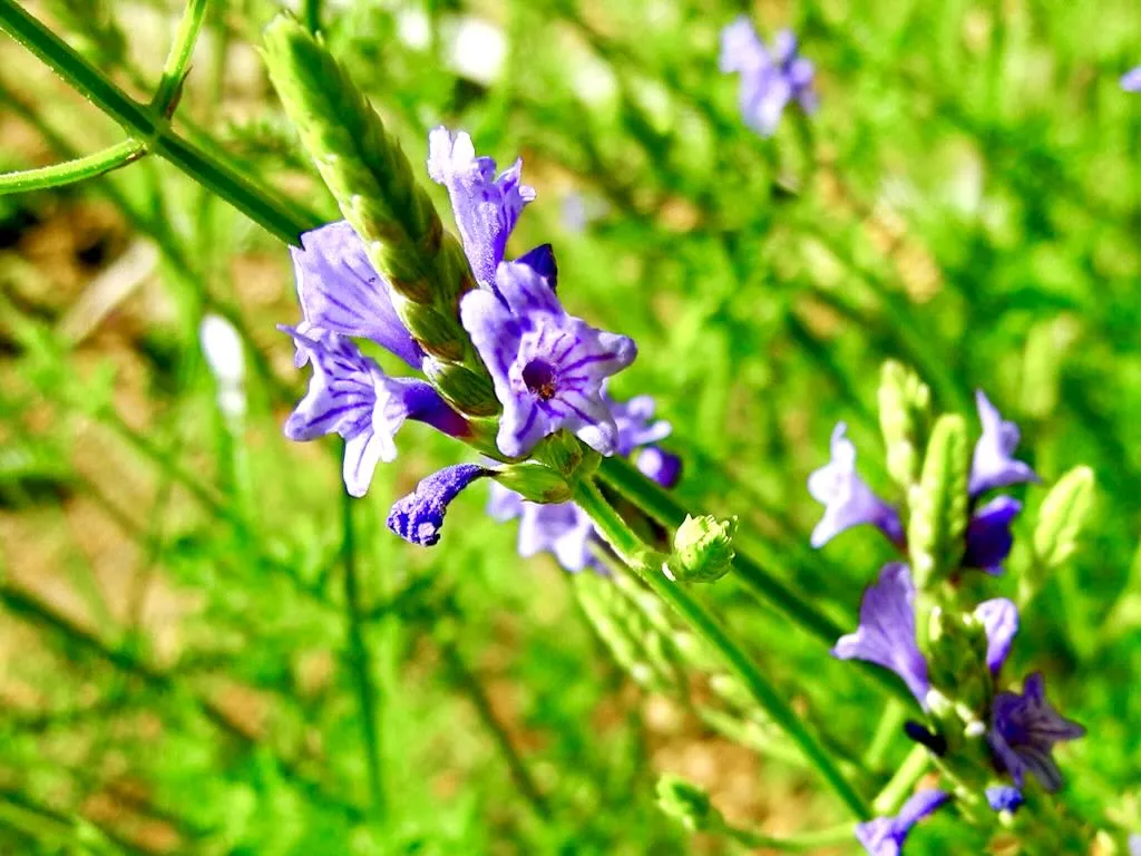 Lavandula antineae_result - Online Flower Garden Lavandula antineae