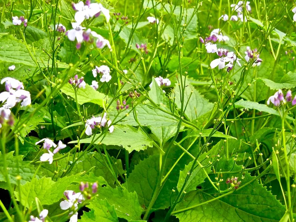 Lunaria rediviva