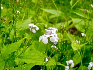 Lunaria rediviva