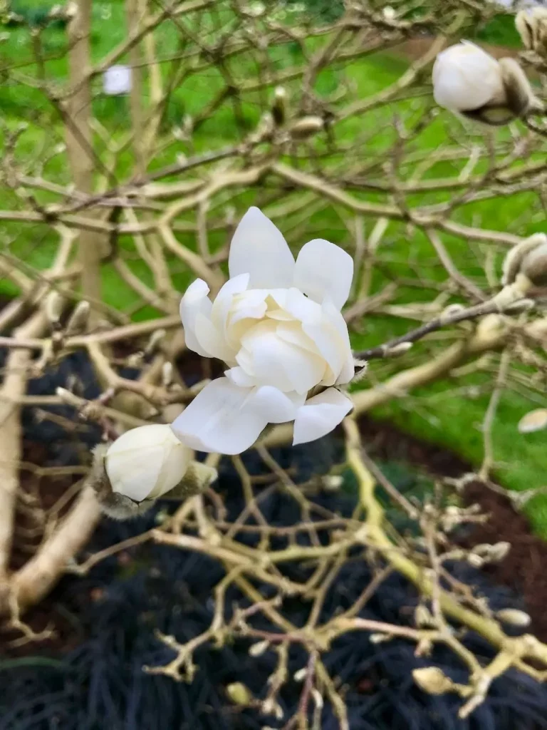 Magnolia x loebneri Dwarf No. 1-1_result - Online Flower Garden Magnolia x loebneri'Dwarf No. 1'