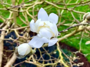 Magnolia x loebneri 'Dwarf No. 1'