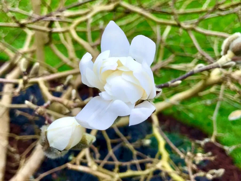 Magnolia x loebneri Dwarf No. 1_result - Online Flower Garden Magnolia x loebneri 'Dwarf No. 1'