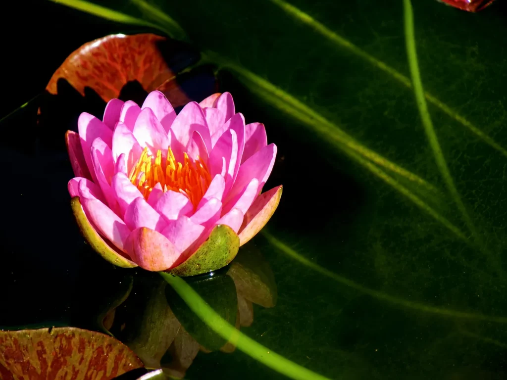 Nymphaea 'Siam Purple'