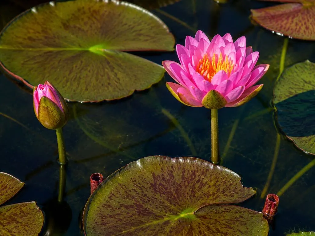 Nymphaea'Siam Purple'