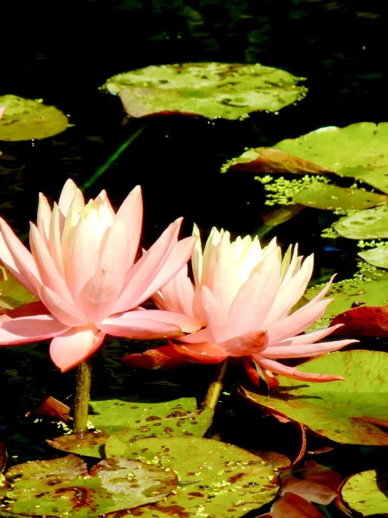 Nymphaea'Sunfire'