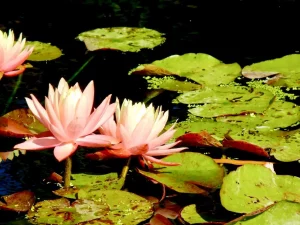 Nymphaea 'Sunfire'