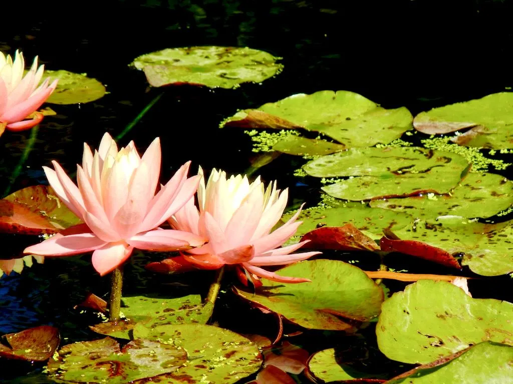 Nymphaea 'Sunfire'