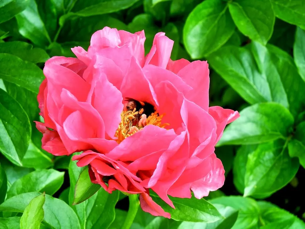 Paeonia Paula Fay_result - Online Flower Garden Paeonia'Paula Fay'