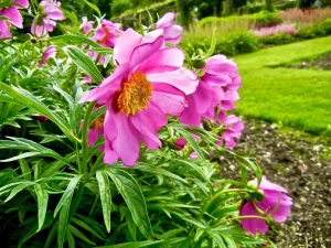 Paeonia anomala