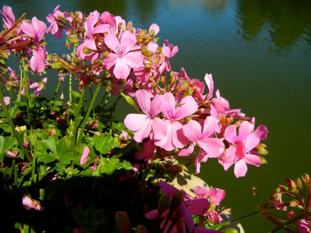 Pelargonium'Marcada™ Pink'