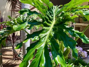 Philodendron or Thaumatophyllum bipinnatifidum