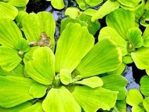 Pistia stratiotes or Water Lettuce