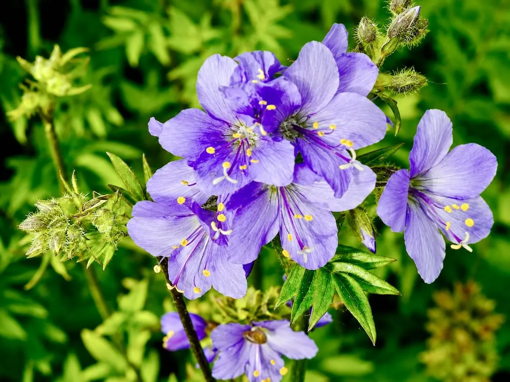Polemonium caeruleum_result - Online Flower Garden Polemoniaceae Polemonium caeruleum
