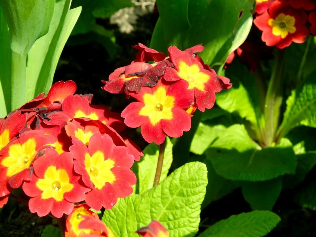 Primula'Crescendo Bright Red'