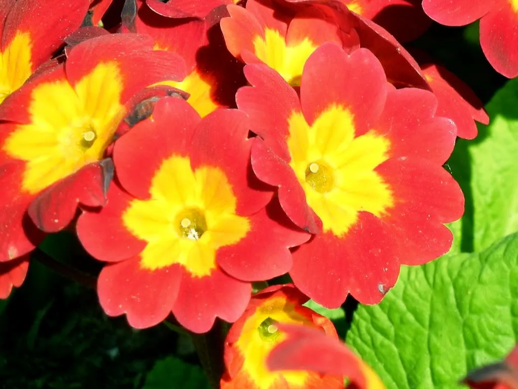 Primula 'Crescendo Bright Red'