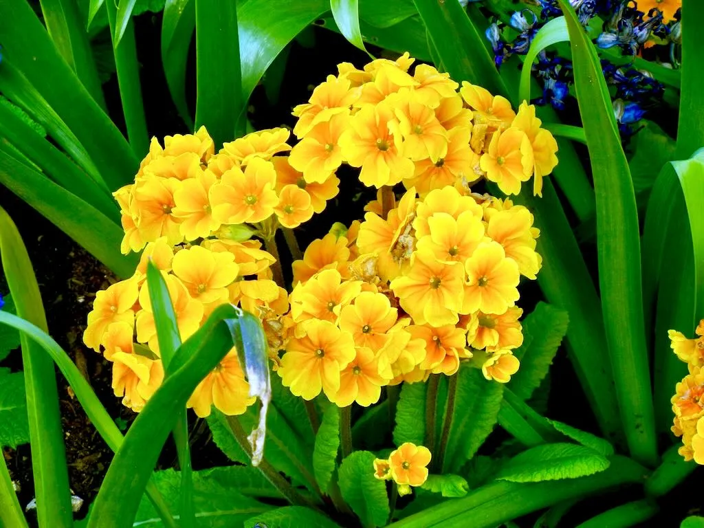 Primula'Crescendo Orange'