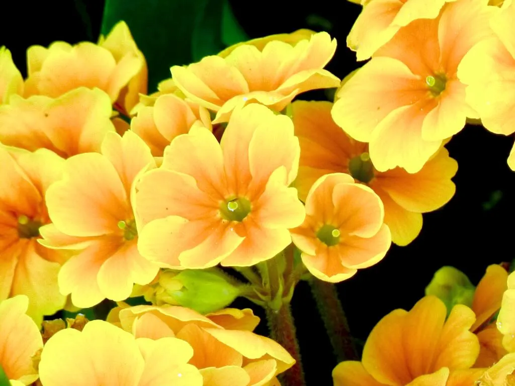 Primula 'Crescendo Orange'