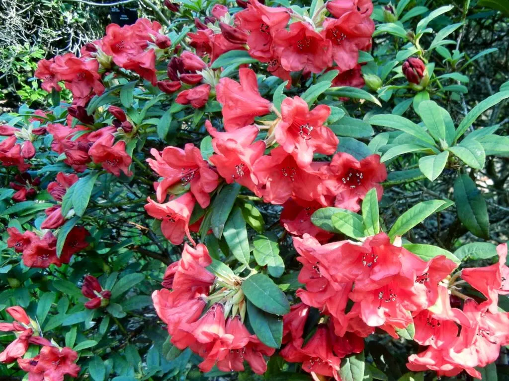 Rhododendron'Elizabeth'