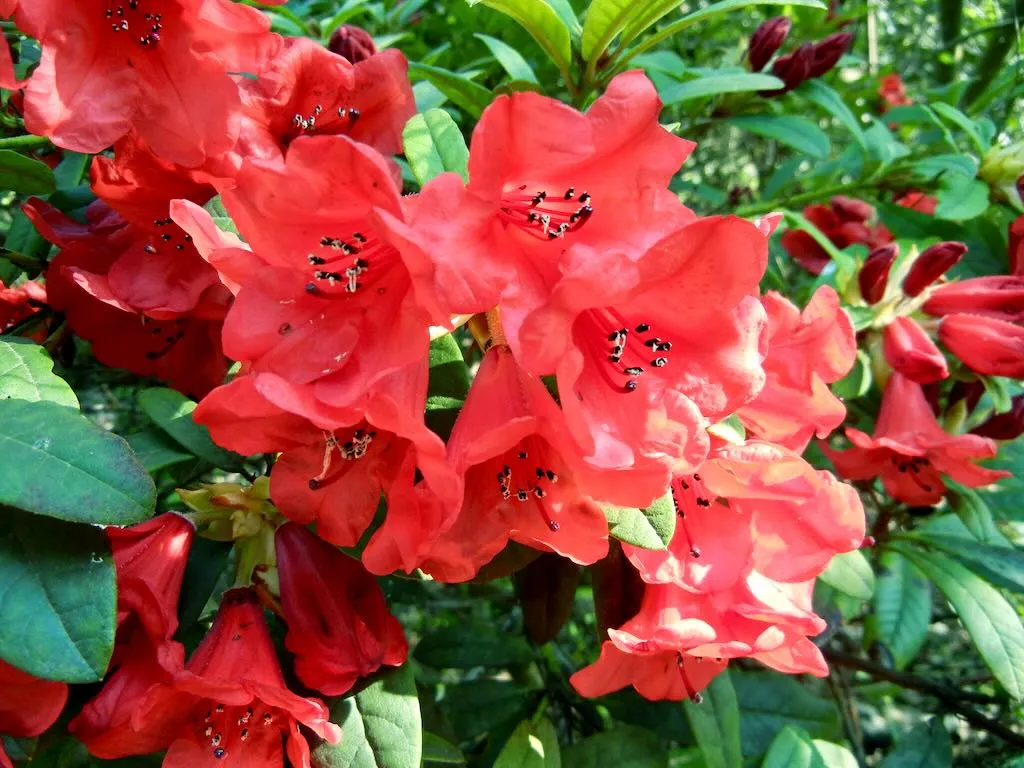 Rhododendron 'Elizabeth'