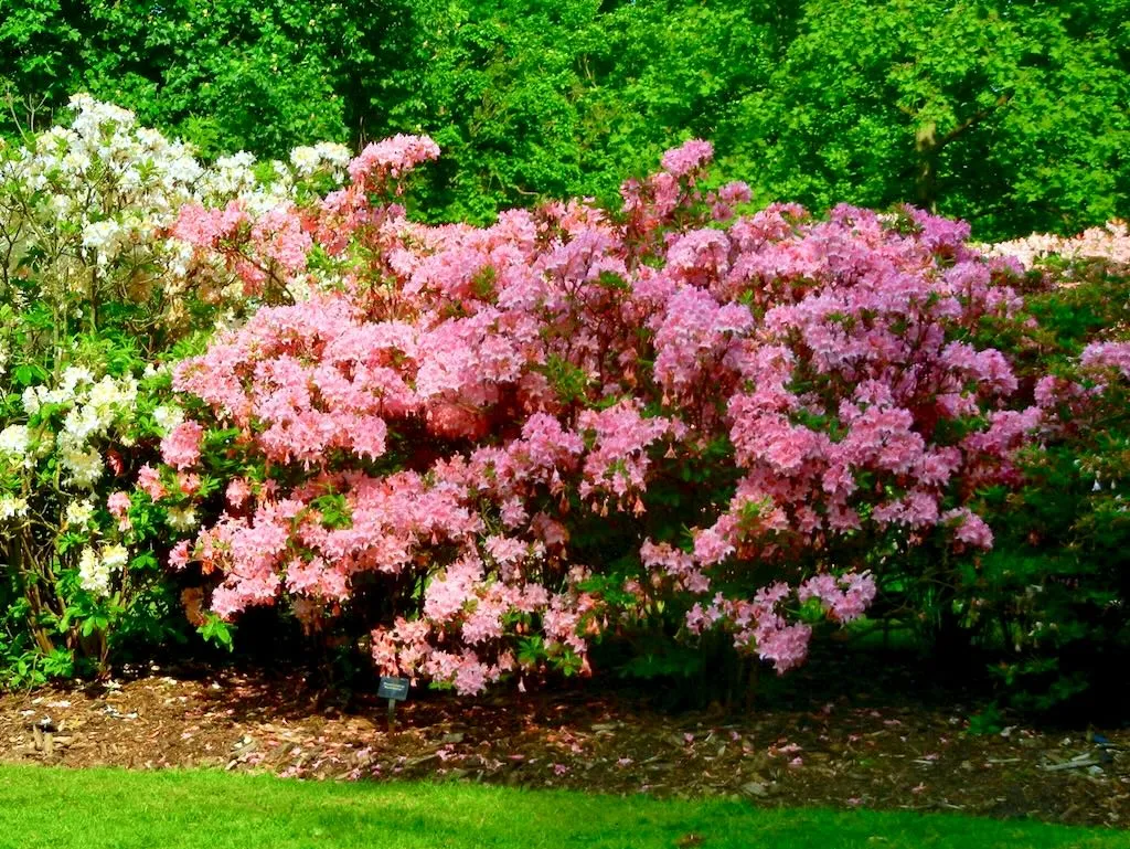 Rhododendron Westminster-1_result - Online Flower Garden Rhododendron'Westminster' or Azalea 'Westminster'