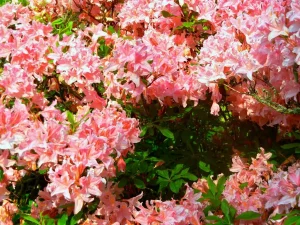 Rhododendron 'Westminster' or Azalea 'Westminster'