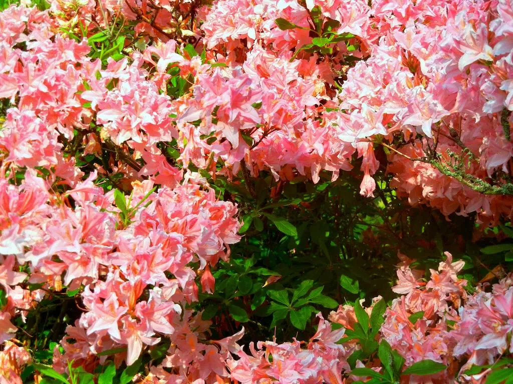 Rhododendron Westminster_result - Online Flower Garden Rhododendron'Westminster' or Azalea 'Westminster'