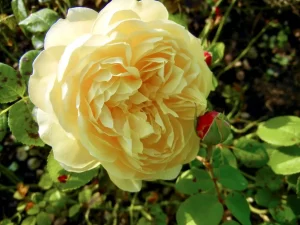 Rosa 'Charles Darwin'
