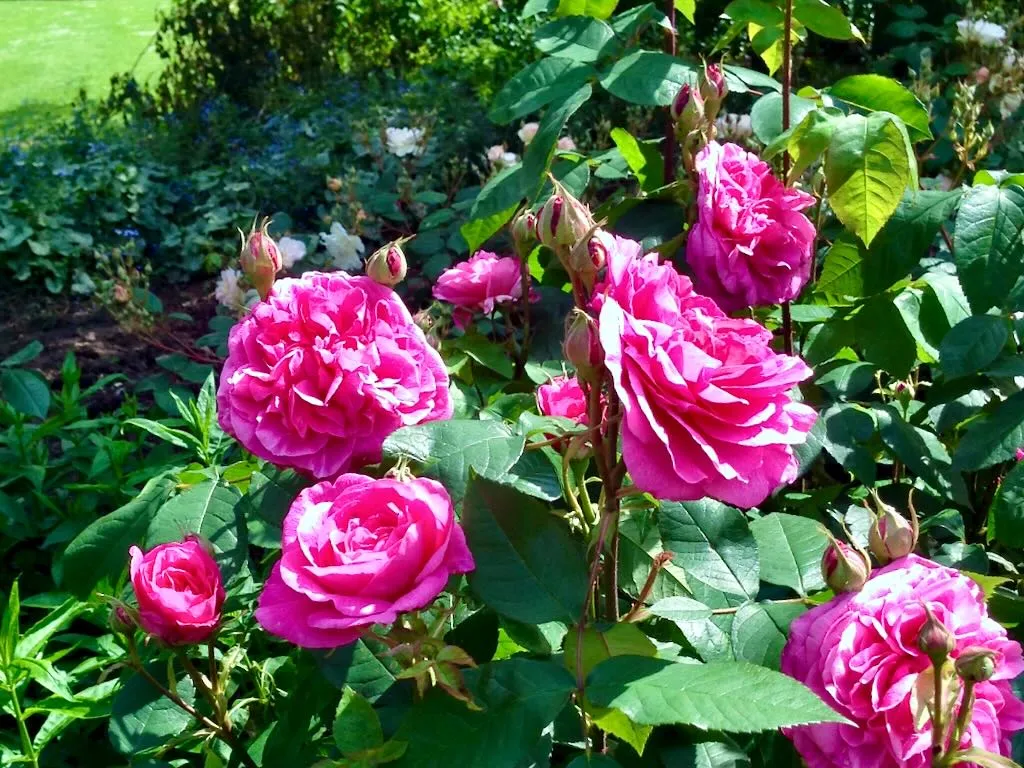 Rosa Harlow Carr_result - Online Flower Garden Rosa 'Harlow Carr'
