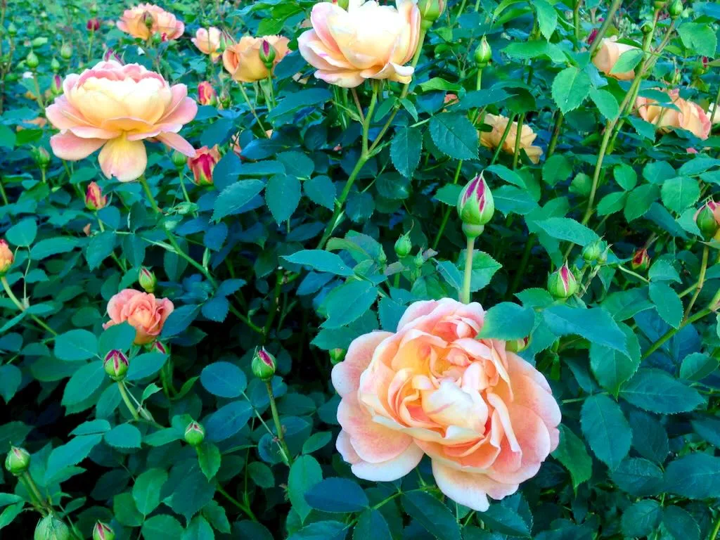 Rosa'Lady of Shalott'