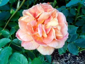 Rosa 'Lady of Shalott'
