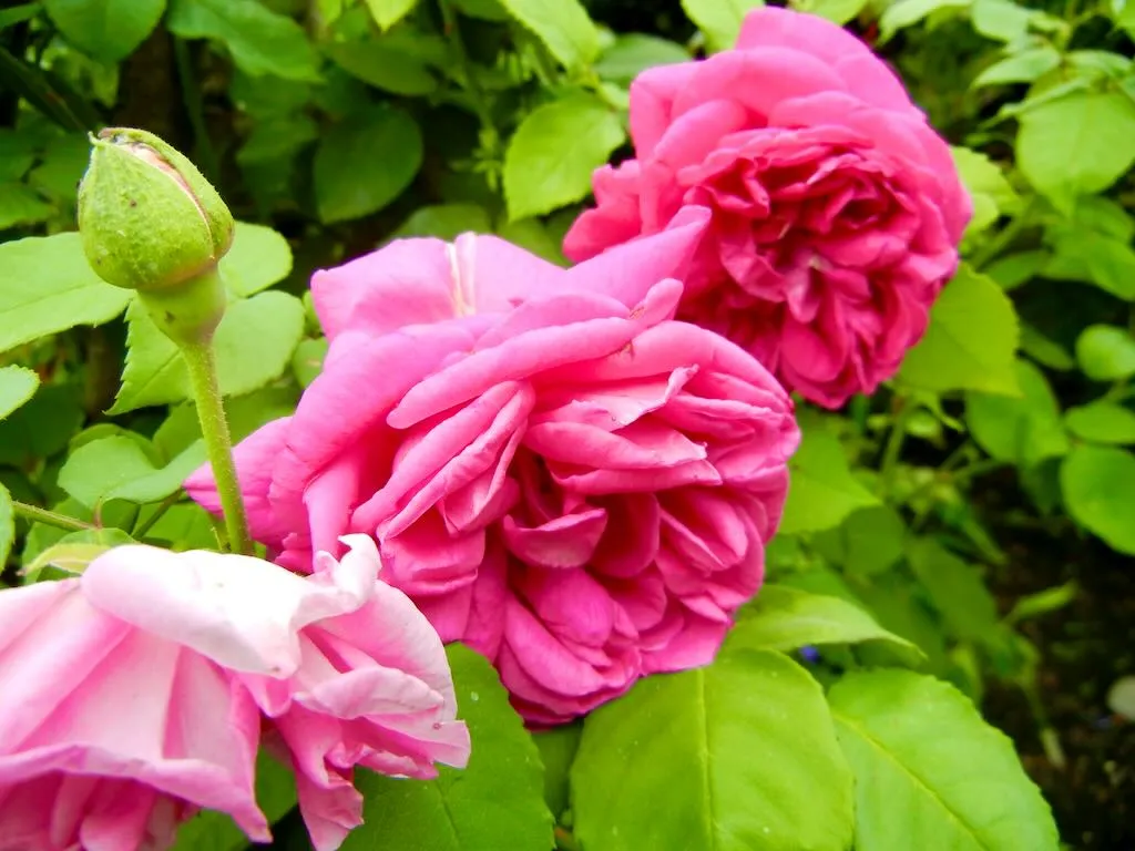 Rosa'Madame Isaac Pereire' a Bourbon Rose