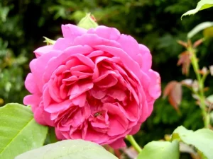 Rosa 'Madame Isaac Pereire' a Bourbon Rose