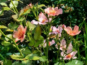 Rosa pendulina or Rosa alpina