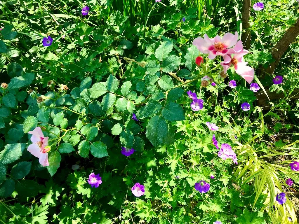 Rosa pendulina or Rosa alpina