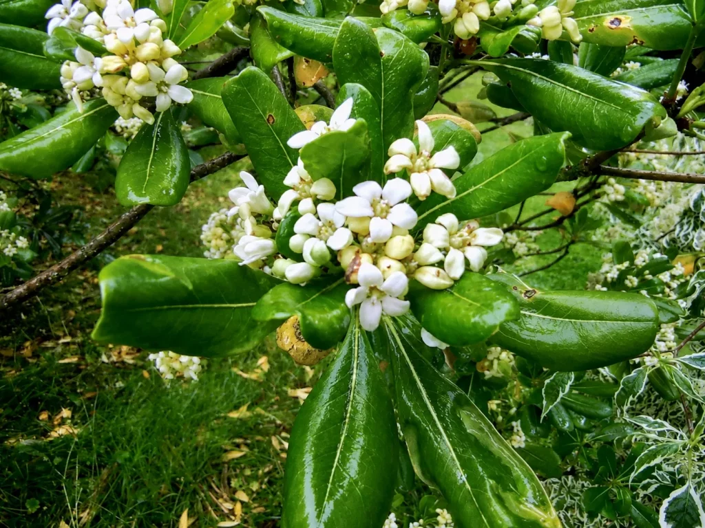 Pittosporum tobira at Botanical Gardens at Victoria Park in Bath, UK